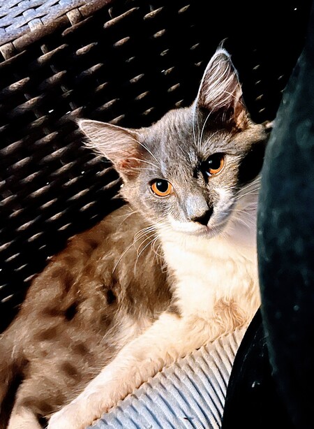 Entry image for Ringo . Clicking this image will show a larger photo