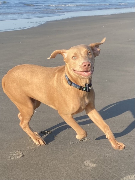 Entry image for Rainey. Clicking this image will show a larger photo