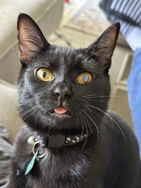 Entry image for Snowball. Clicking this image will show a larger photo