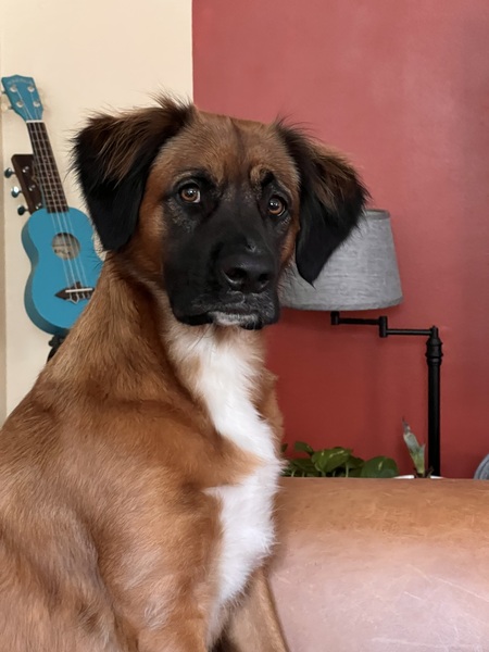 Entry image for Ginger. Clicking this image will show a larger photo