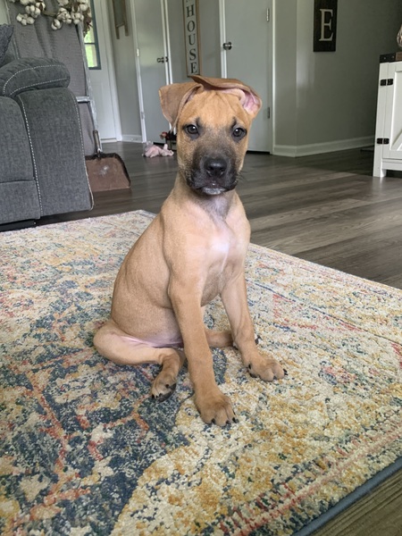 Entry image for Tyson. Clicking this image will show a larger photo