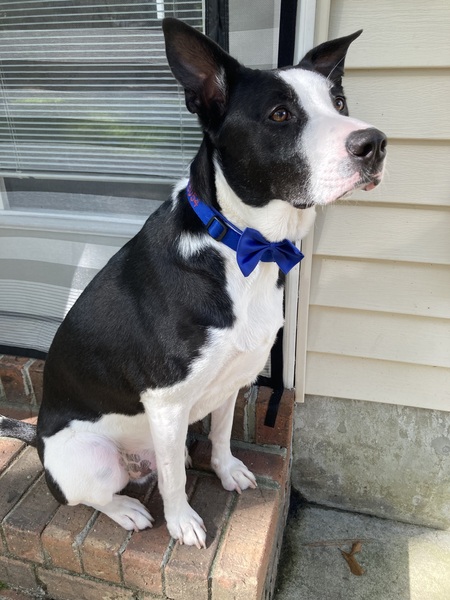 Entry image for Fly. Clicking this image will show a larger photo