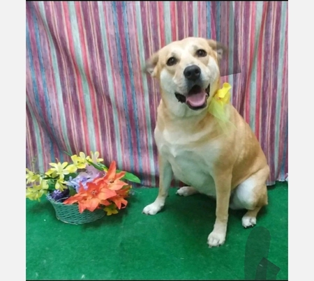 Entry image for Daffy. Clicking this image will show a larger photo