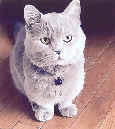 Entry image for Sir Wimbledon. Clicking this image will show a larger photo