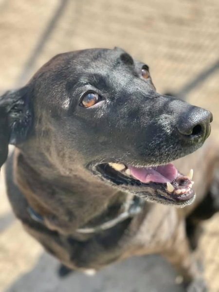 Entry image for Piper . Clicking this image will show a larger photo