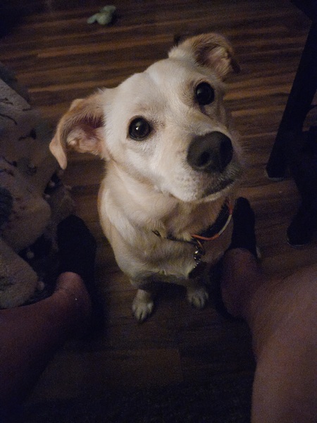 Entry image for Sage. Clicking this image will show a larger photo