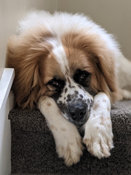 Entry image for Bruce. Clicking this image will show a larger photo