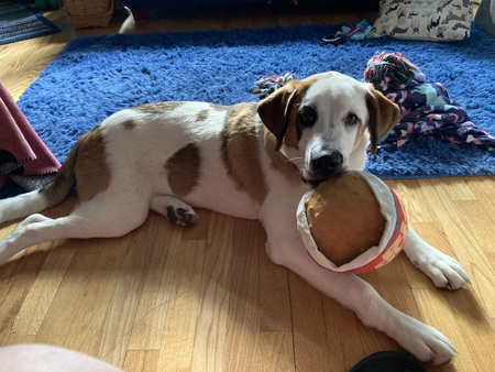 Entry image for Zelda. Clicking this image will show a larger photo