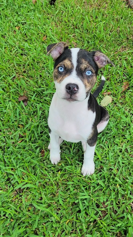 Entry image for Stella . Clicking this image will show a larger photo