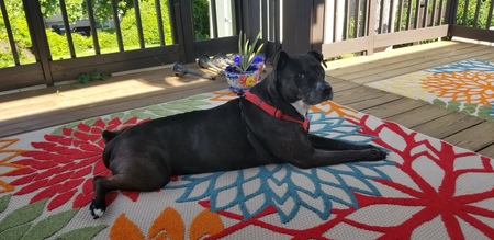 Entry image for Cede. Clicking this image will show a larger photo