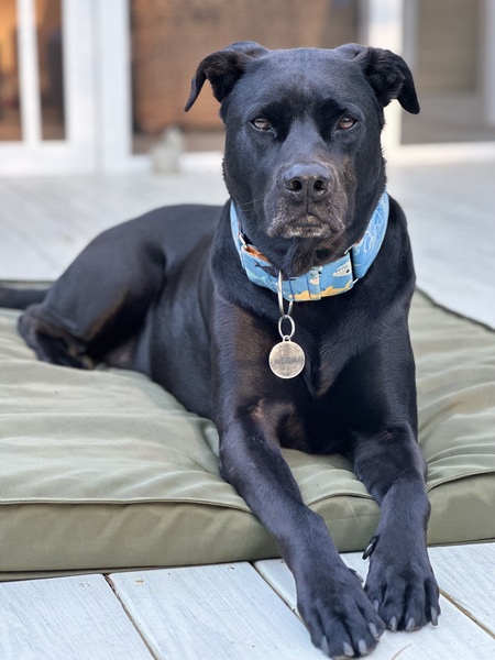 Entry image for Dewey. Clicking this image will show a larger photo