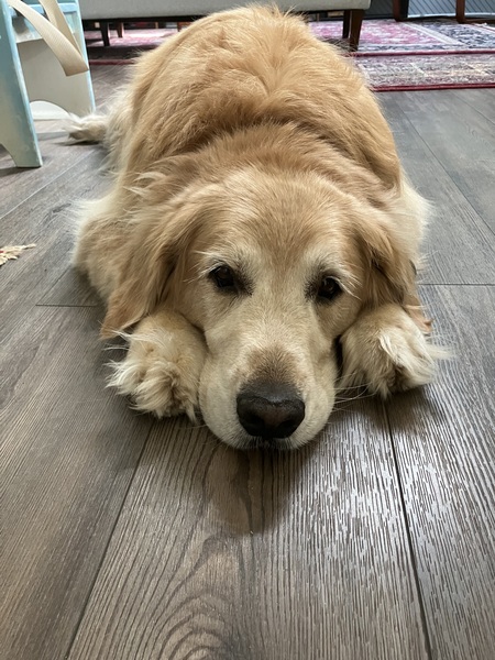 Entry image for Ace. Clicking this image will show a larger photo