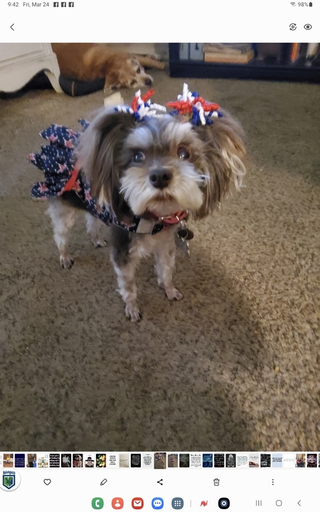 Entry image for Tillie Toot . Clicking this image will show a larger photo