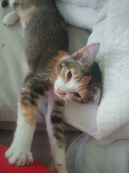 Entry image for Penelope. Clicking this image will show a larger photo