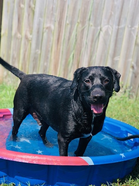 Entry image for Beauregard. Clicking this image will show a larger photo