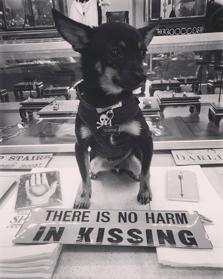 Entry image for Valentino aka Tootlebean. Clicking this image will show a larger photo