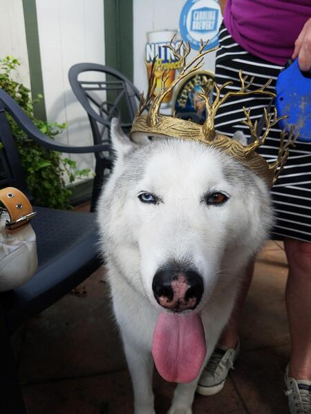 Entry image for Sasha. Clicking this image will show a larger photo