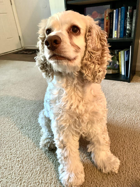 Entry image for Daisy. Clicking this image will show a larger photo