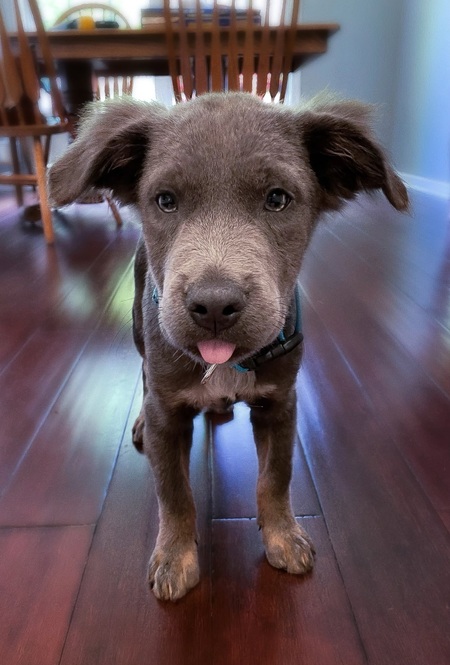 Entry image for Archie. Clicking this image will show a larger photo