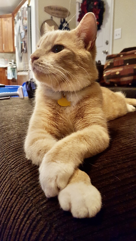 Entry image for Joey. Clicking this image will show a larger photo