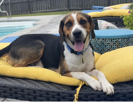 Entry image for Snoop. Clicking this image will show a larger photo