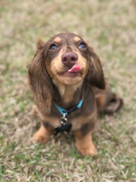 Entry image for Bear. Clicking this image will show a larger photo