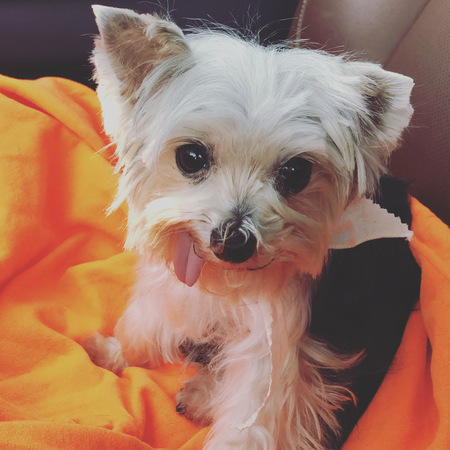 Entry image for Shirley. Clicking this image will show a larger photo