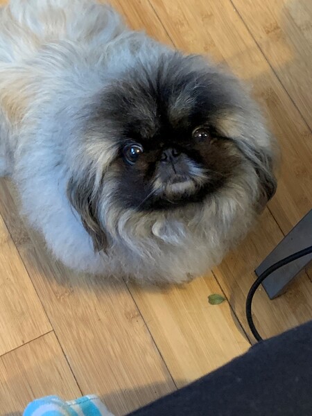 Entry image for Ewok. Clicking this image will show a larger photo