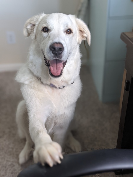 Entry image for Daisy Tupelo. Clicking this image will show a larger photo