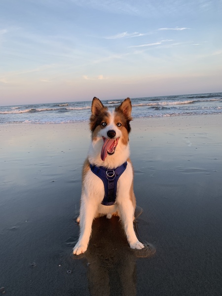 Entry image for Henry. Clicking this image will show a larger photo