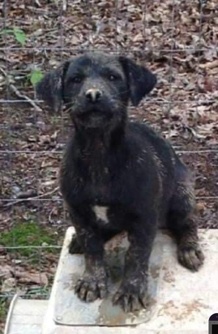 Entry image for Duke. Clicking this image will show a larger photo