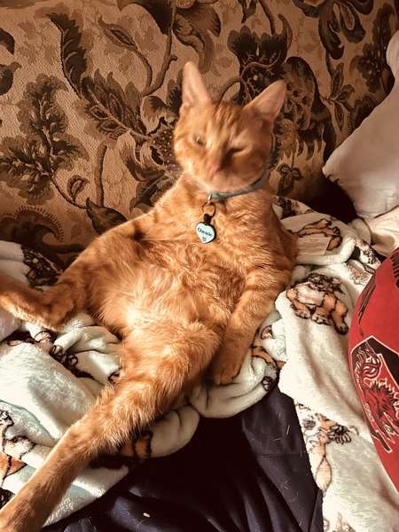 Entry image for Chewie . Clicking this image will show a larger photo