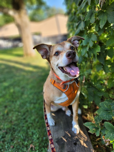 Entry image for Ringo. Clicking this image will show a larger photo