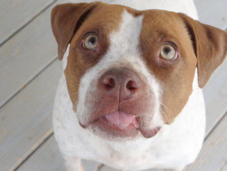 Entry image for Dori. Clicking this image will show a larger photo