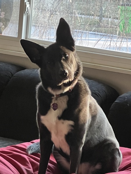 Entry image for Gracie . Clicking this image will show a larger photo