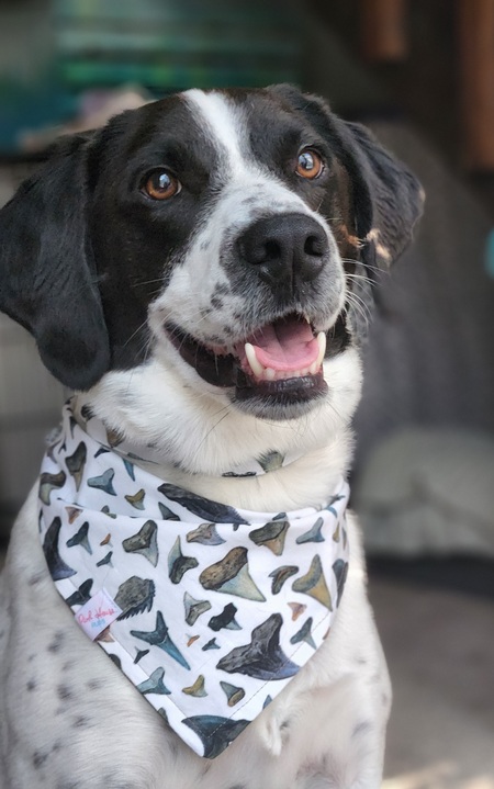 Entry image for Caleb Bullwinkle Shark. Clicking this image will show a larger photo