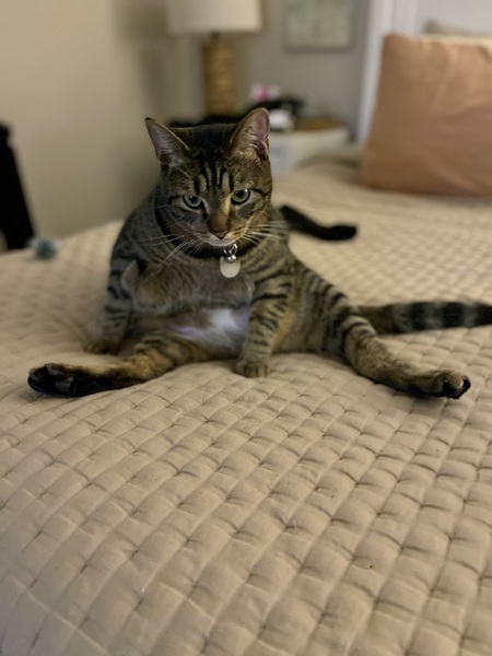 Entry image for GIZMO. Clicking this image will show a larger photo