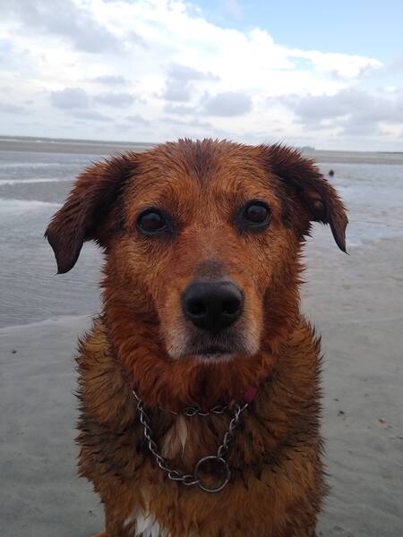 Entry image for Lucy. Clicking this image will show a larger photo