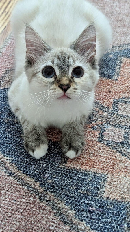 Entry image for Bunny Rabbit. Clicking this image will show a larger photo