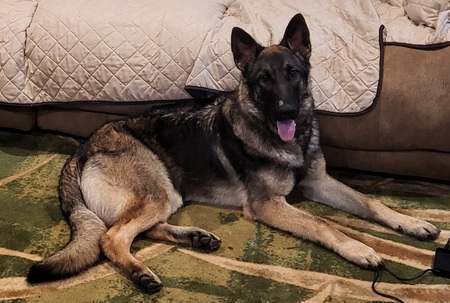 Entry image for Gunner . Clicking this image will show a larger photo