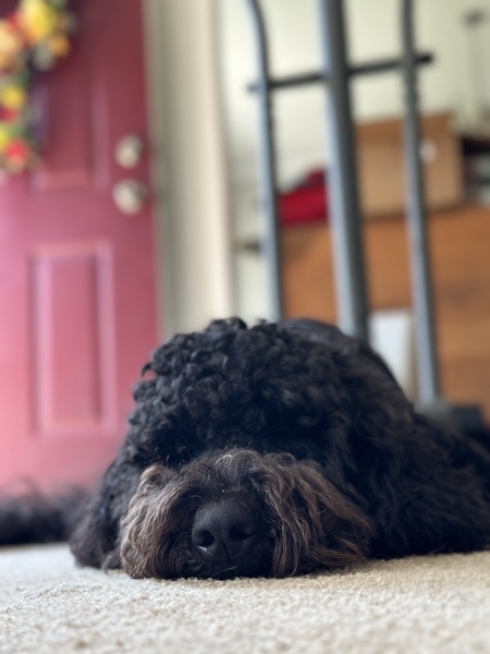 Entry image for Tess. Clicking this image will show a larger photo