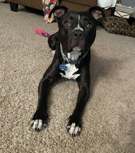 Entry image for Mousse. Clicking this image will show a larger photo