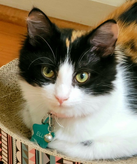 Entry image for Ellie. Clicking this image will show a larger photo