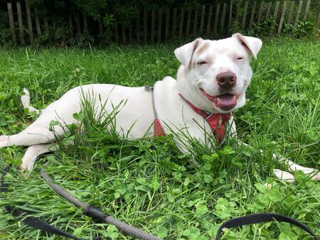 Entry image for Harper. Clicking this image will show a larger photo