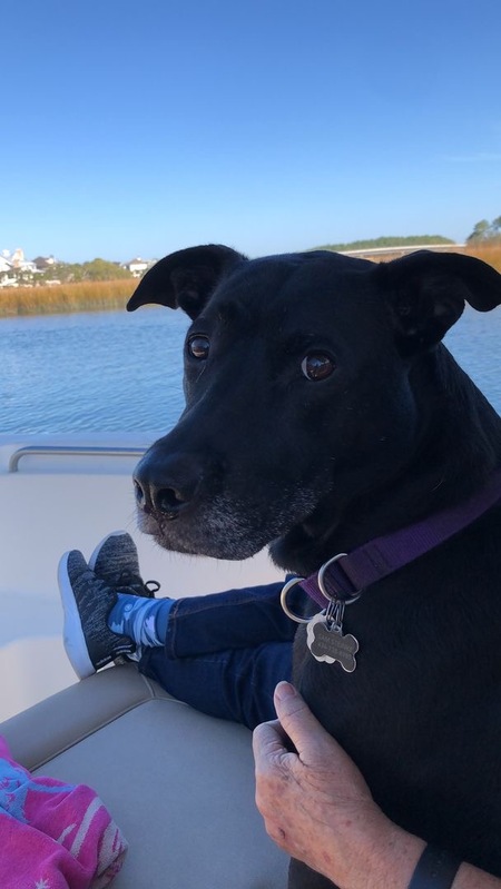 Entry image for Oscar. Clicking this image will show a larger photo