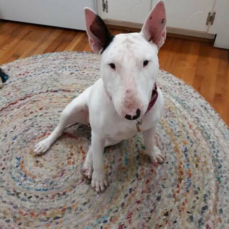 Entry image for Marshmallow. Clicking this image will show a larger photo