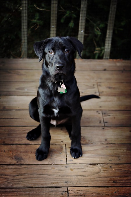 Entry image for Gotham. Clicking this image will show a larger photo