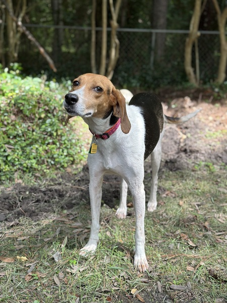 Entry image for Annie. Clicking this image will show a larger photo