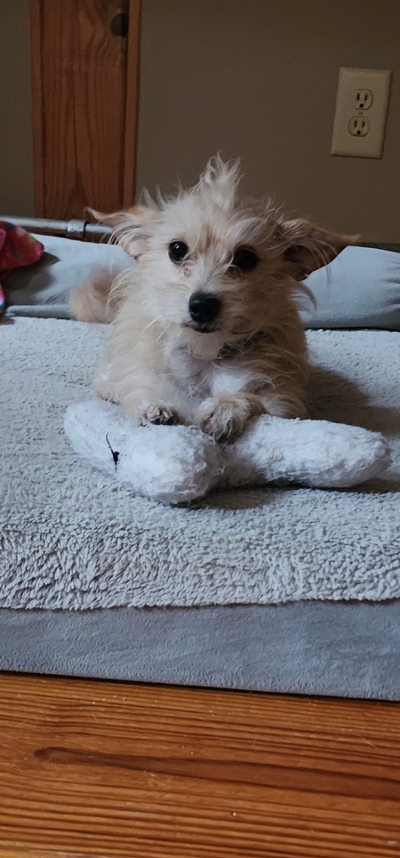 Entry image for Pixie. Clicking this image will show a larger photo