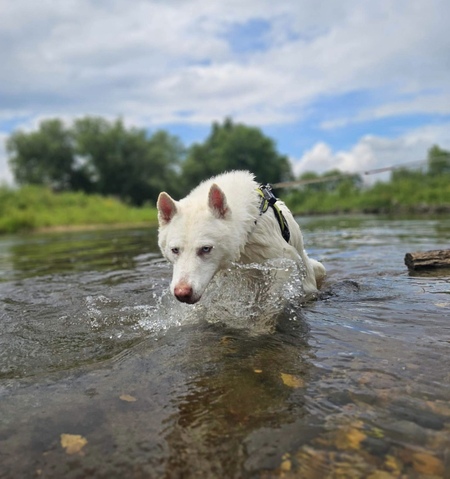 Entry image for Elsa. Clicking this image will show a larger photo